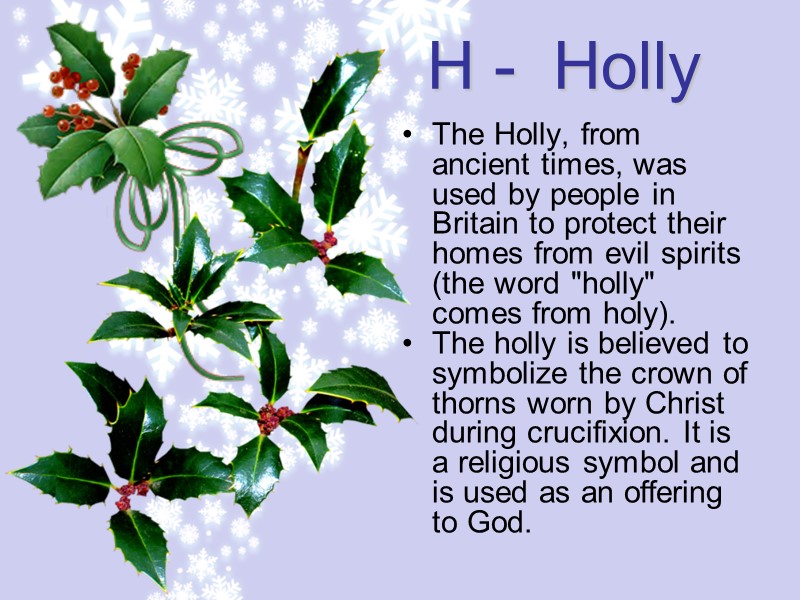 H -  Holly The Holly, from ancient times, was used by people in